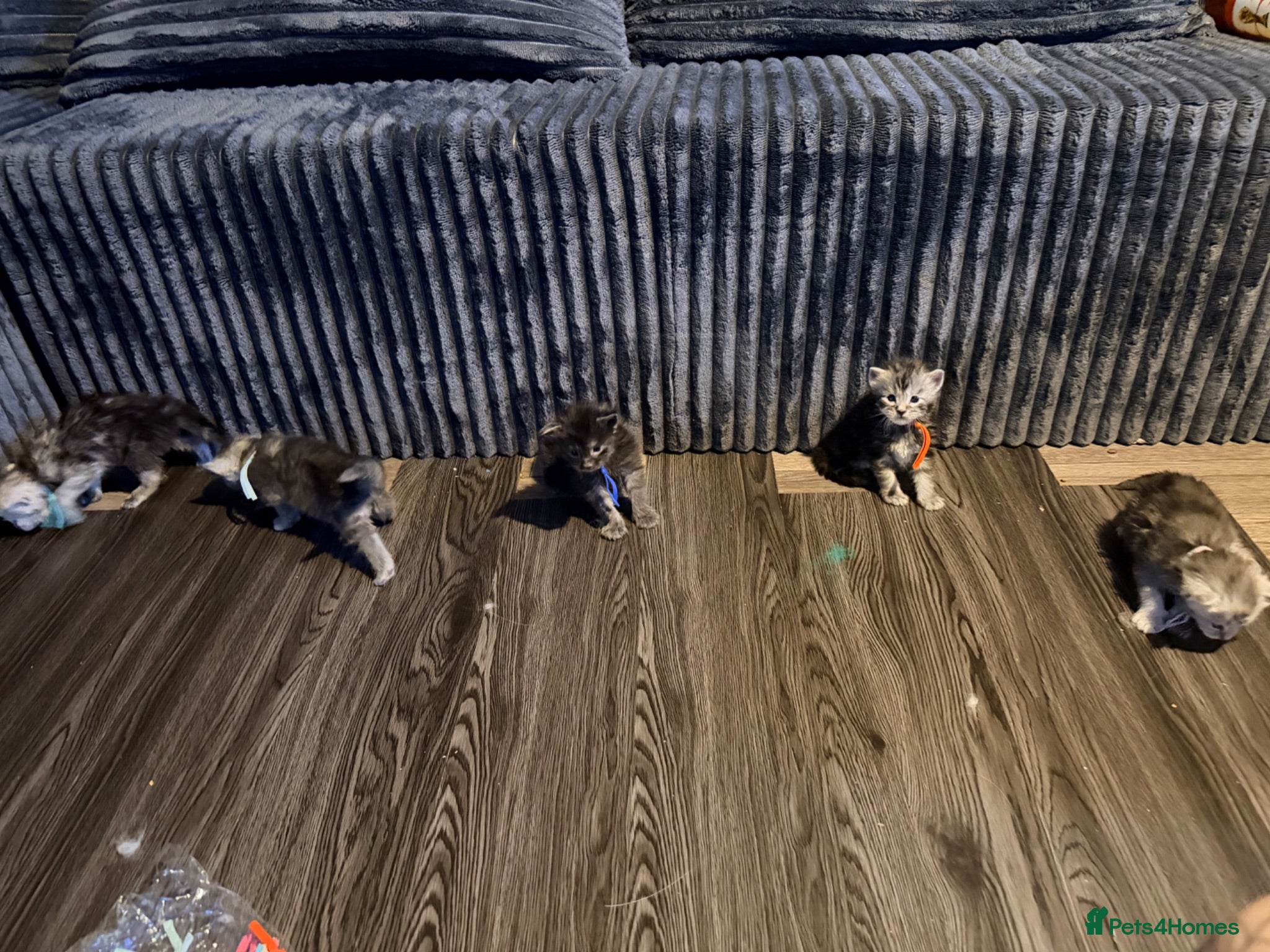Maine Coon cats TICA Registered Maine Coon Kittens - Advert 7