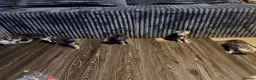 Maine Coon cats for sale: TICA Registered Maine Coon Kittens - Advert 1