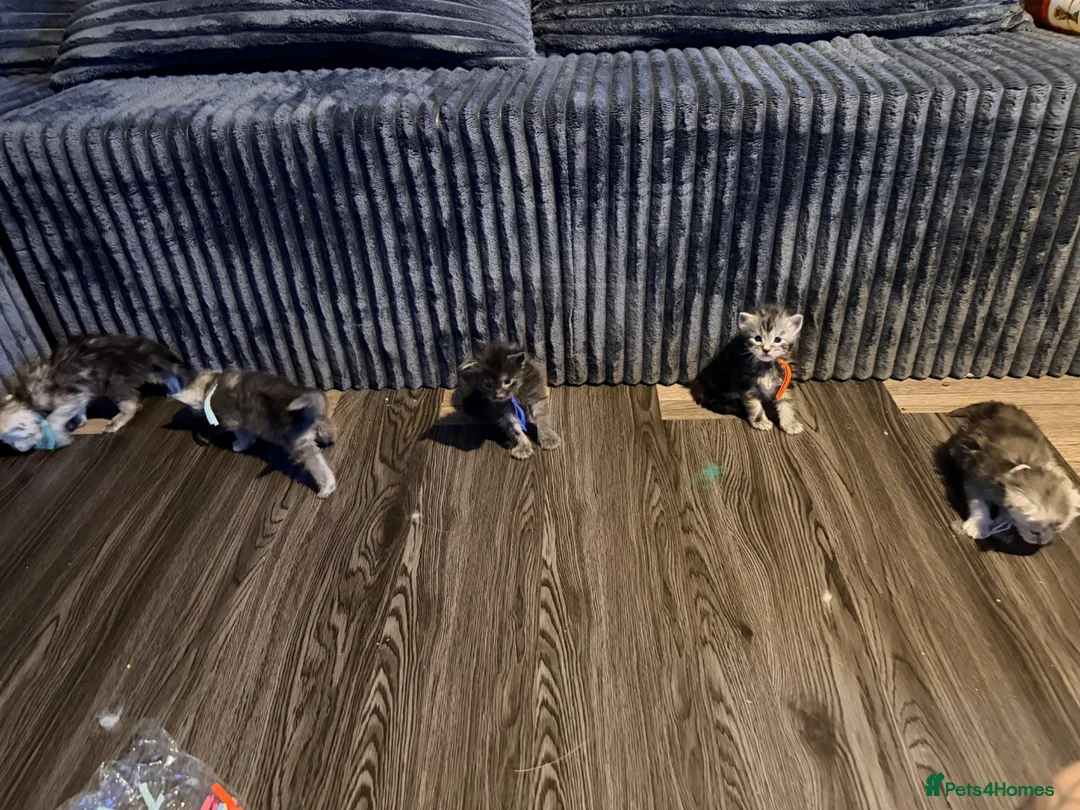 Maine Coon cats for sale: TICA Registered Maine Coon Kittens - Advert 1