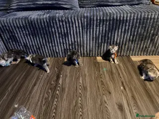 Maine Coon cats TICA Registered Maine Coon Kittens - Advert 1