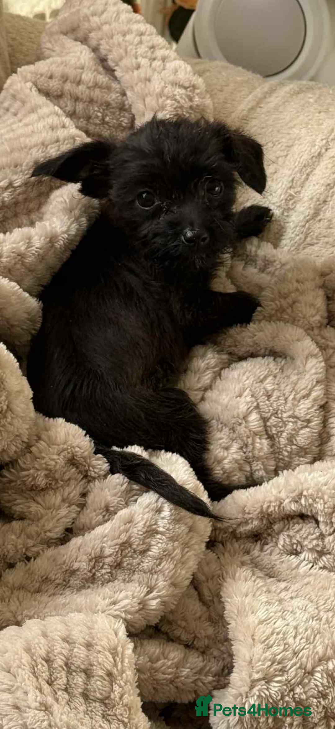 Mixed Breed dogs for sale: Chihuahua x Jack Russell - Image 2
