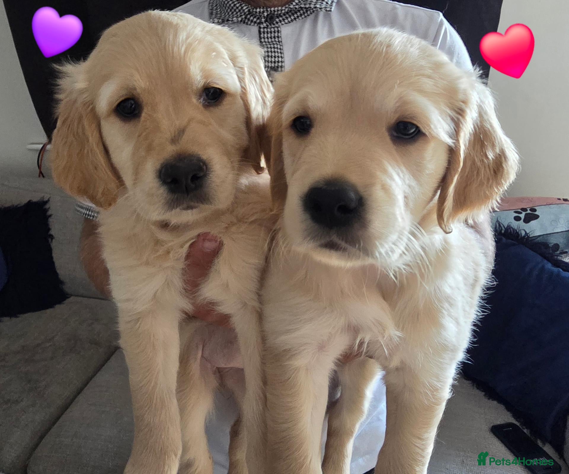 Golden Retriever dogs ❤️💜 KC Reg Beautiful Golden Retrievers 💜❤️ - Advert 12