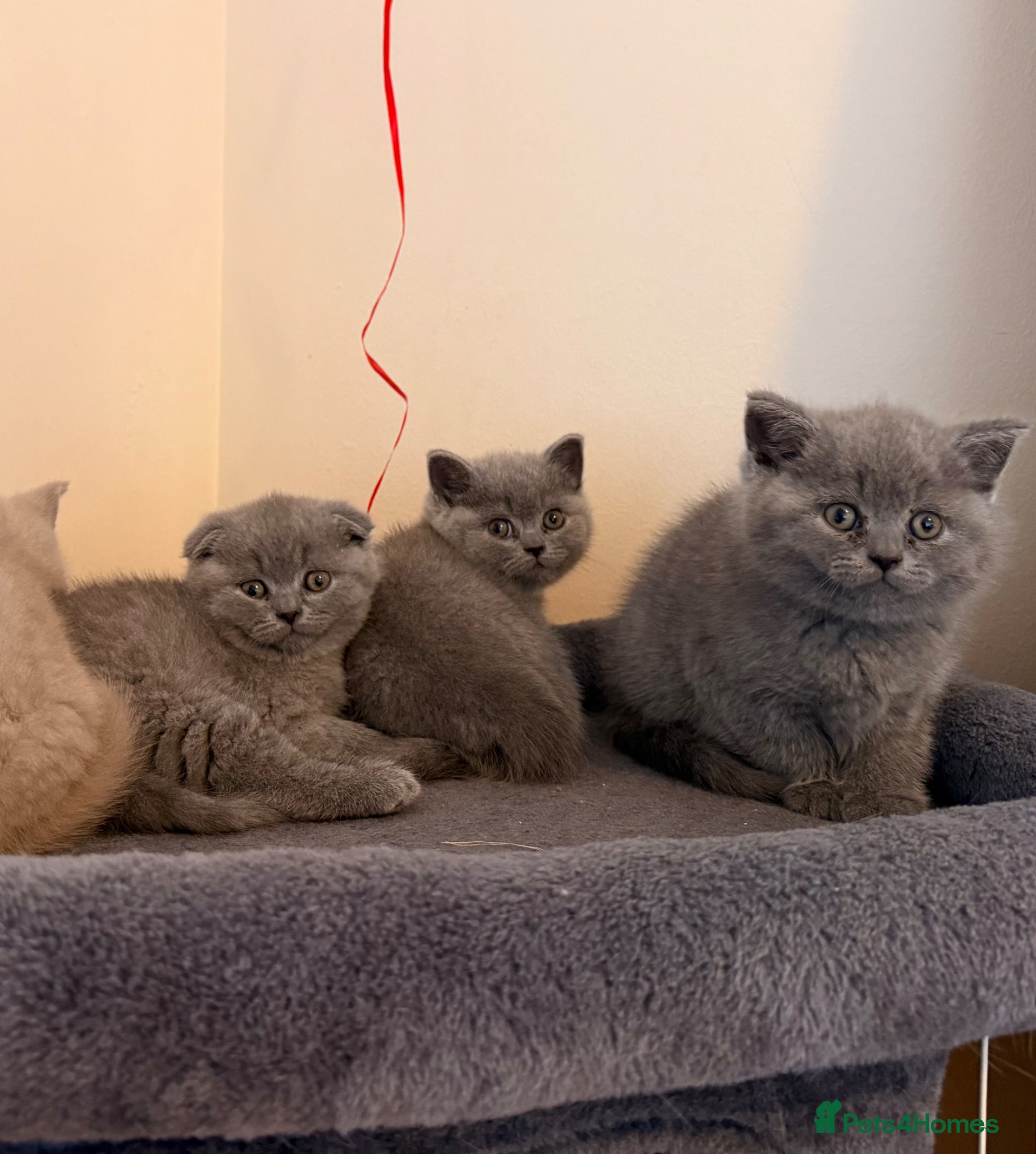 British Shorthair cats Available Now–3 Adorable Kittens 🐾 2 Girls&1 boy - Advert 6