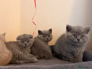 British Shorthair cats Available Now–3 Adorable Kittens 🐾 2 Girls&1 boy - Advert 6