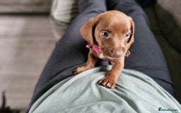 Miniature Dachshund dogs for sale: Miniature dachshund  - Image 16