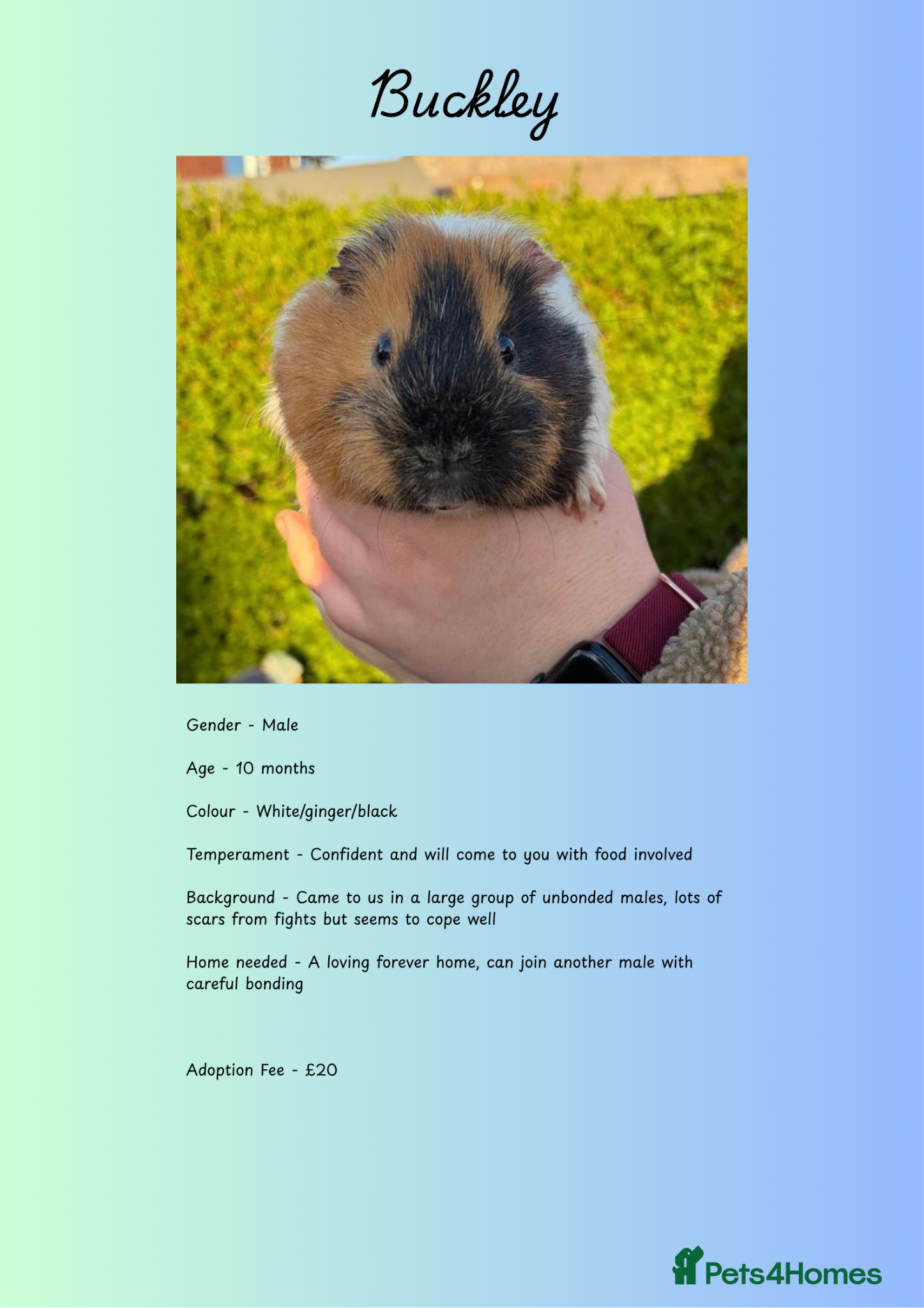Guinea Pig rodents Male Piggies Up For Adoption  - Advert 18
