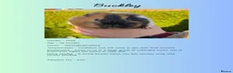 Guinea Pig rodents for sale: Male Piggies Up For Adoption  - Advert 7