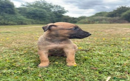 Belgian Shepherd Dog dogs for sale: Dutch Herder x Alano Espanol Pupies - Image 9