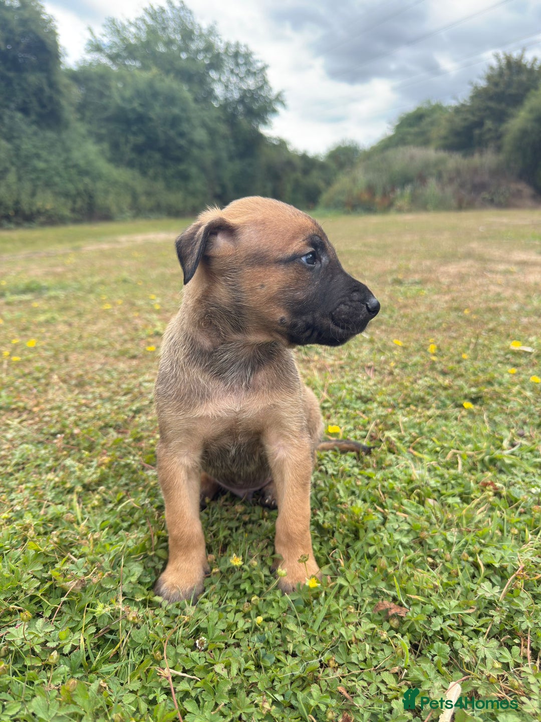 Belgian Shepherd Dog dogs for sale: Dutch Herder x Alano Espanol Pupies - Image 9
