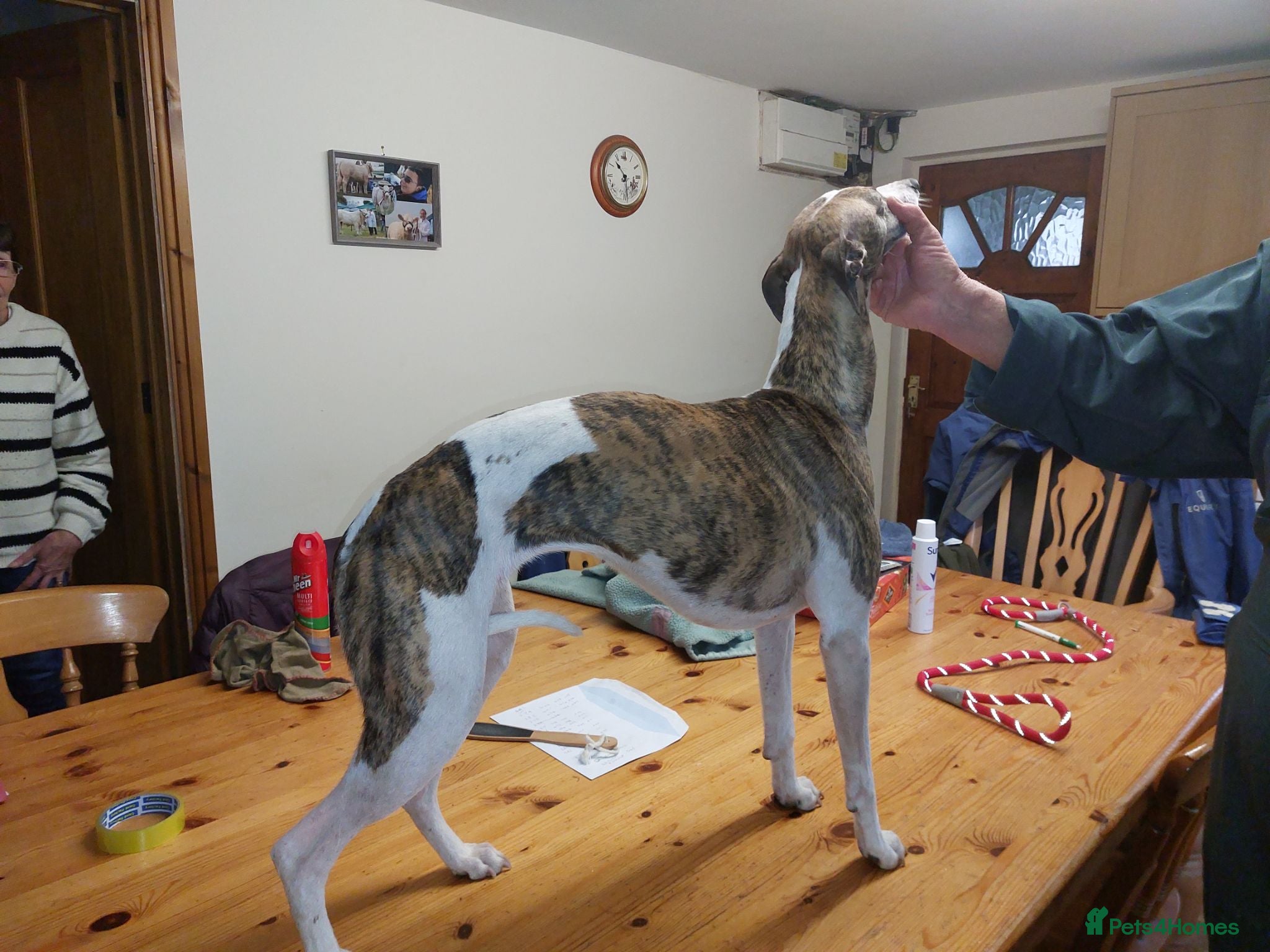 Whippet dogs Pedigree whippet puppy  - Advert 1