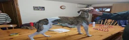 Whippet dogs for sale: Pedigree whippet puppy  - Advert 1