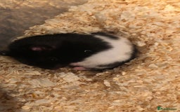 Hamster rodents for sale: Blitzo - Image 6