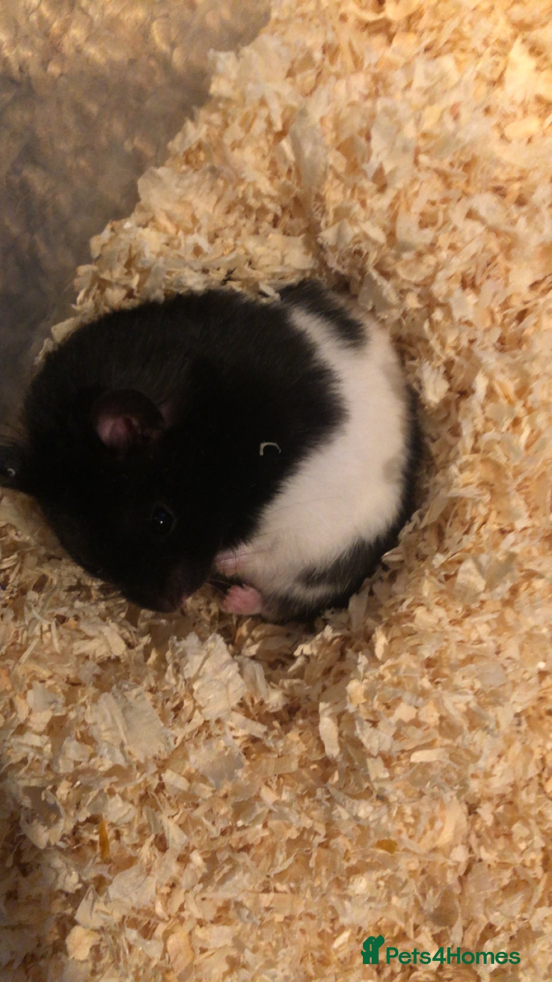 Hamster rodents for sale: Blitzo - Image 6