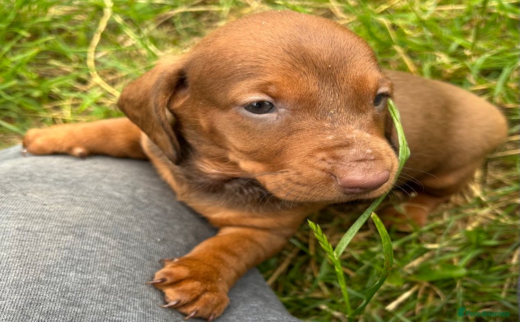 Dachshund dogs - Advert 3