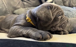Neapolitan Mastiff dogs for sale:  Neapolitan mastiff puppies Newcastle  - Image 14
