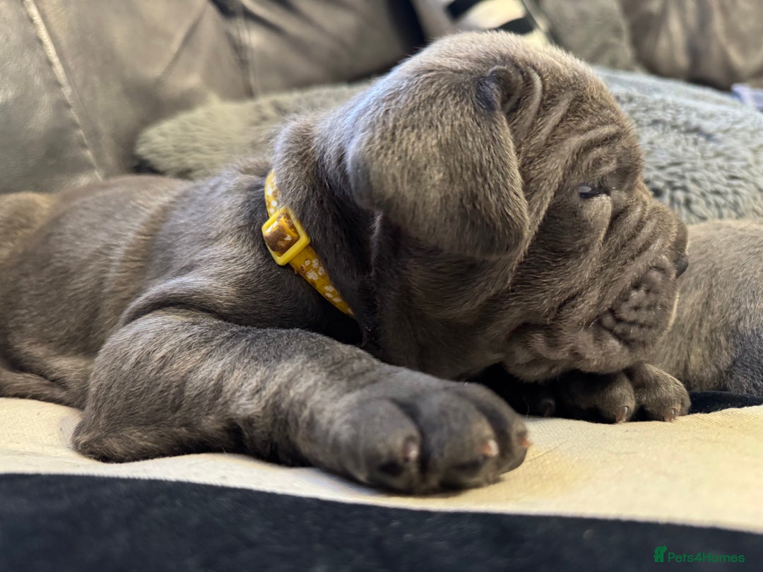 Neapolitan Mastiff dogs for sale:  Neapolitan mastiff puppies Newcastle  - Image 14