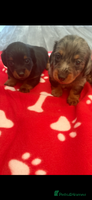 Miniature Dachshund dogs - Advert 5