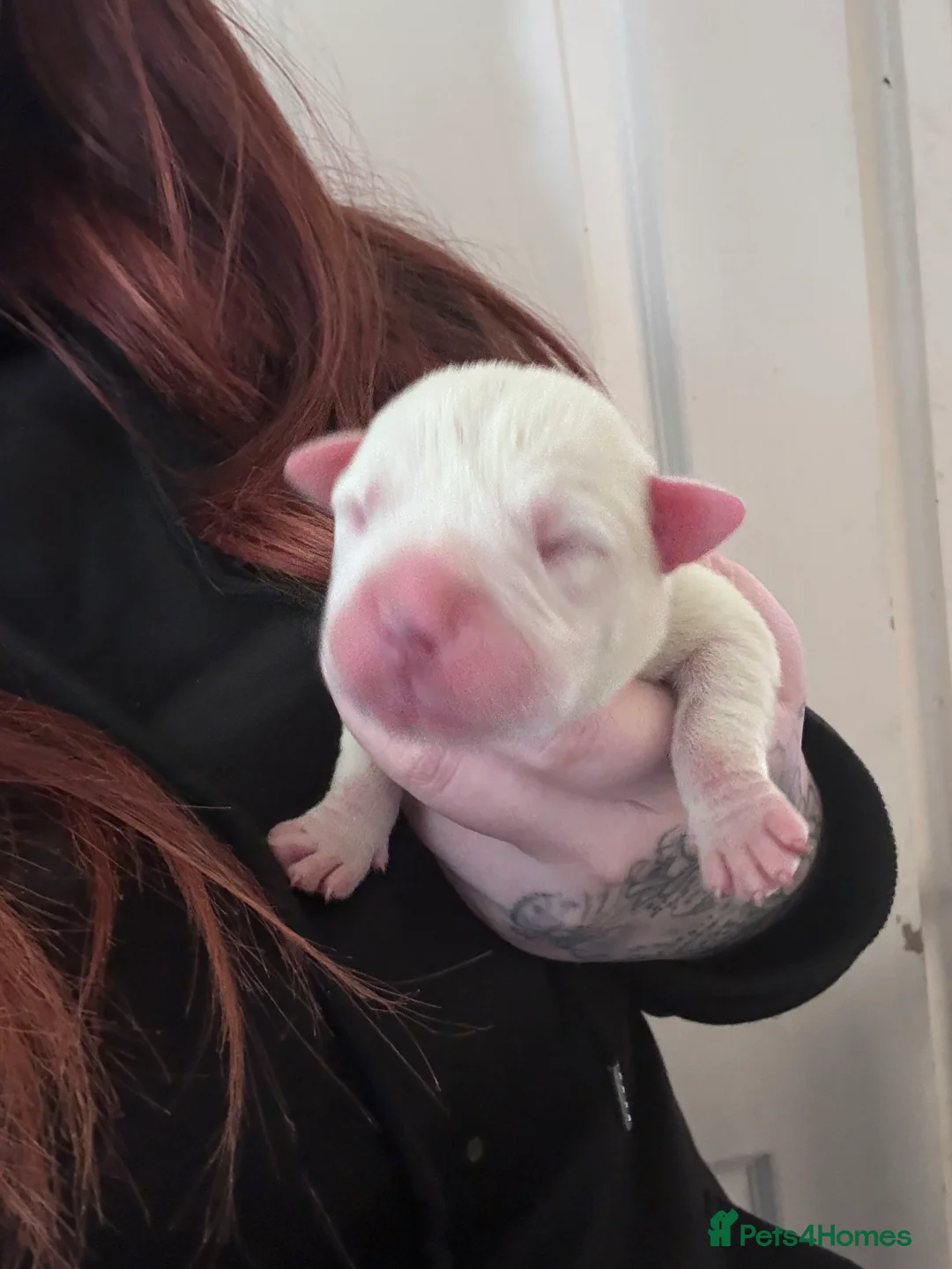 Mixed Breed dogs for sale: Last female  - Advert 2