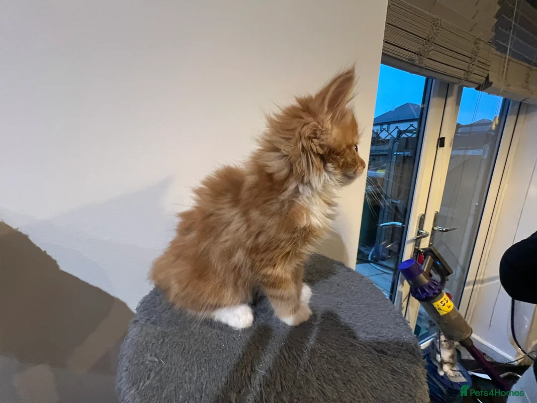 Mixed Breed cats for sale: kittens ready for a new home. - Advert 19