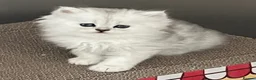 Persian cats for sale: Gccf registered Persians  - Advert 8