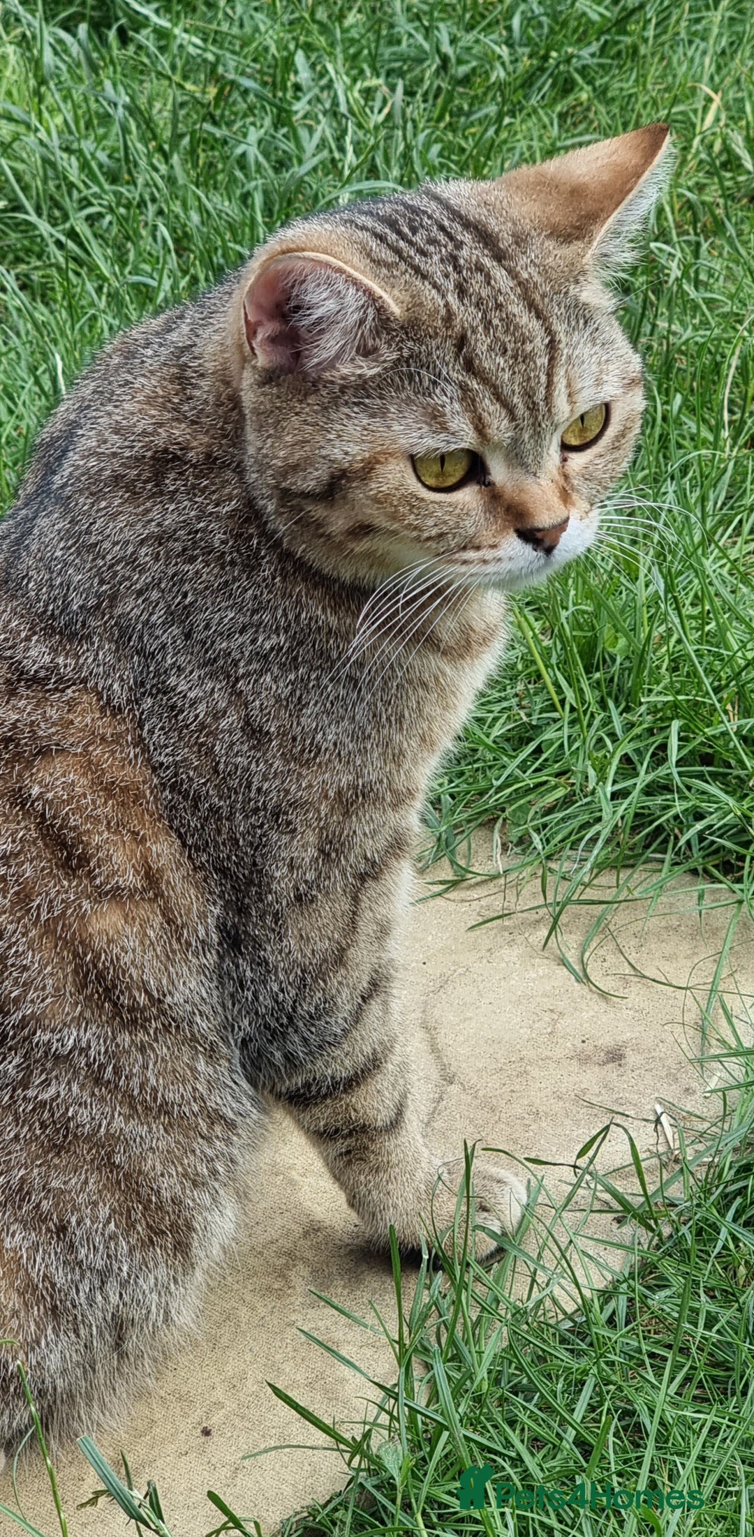 British Shorthair cats for sale: GCCF Golden Ticked Tabby British Shorthair - Advert 3