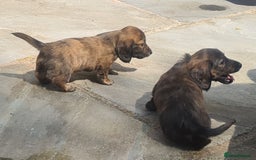 Miniature Dachshund dogs for sale: Miniature Longhaired Dachshund Puppies  - Image 9