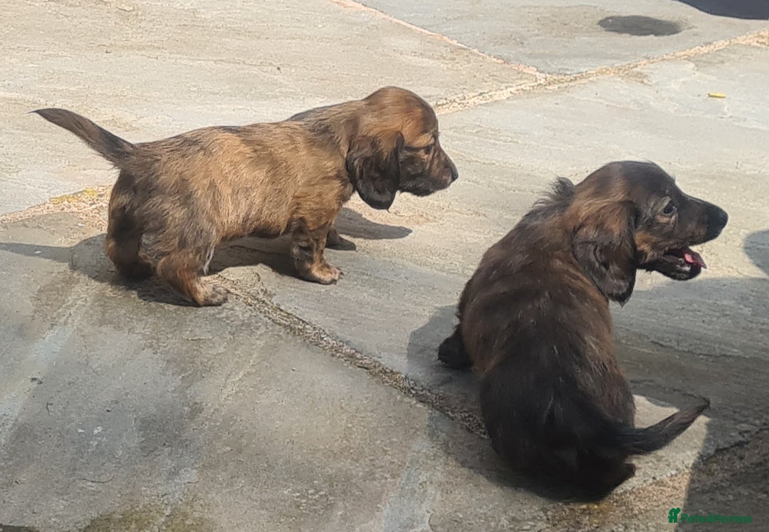 Miniature Dachshund dogs for sale: Miniature Longhaired Dachshund Puppies  - Image 9