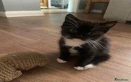 British Shorthair cats for sale: male British short haired black and white kittens  - Image 11
