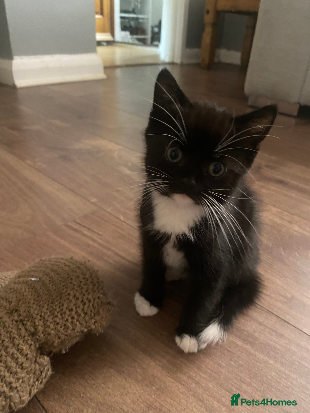 British Shorthair cats for sale: male British short haired black and white kittens  - Image 11