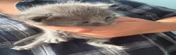Mixed Breed cats for sale: beautiful mixed coloured kittens  - Advert 3