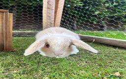 Mini Lop rabbits for sale: Mini Lop babies - Image 10