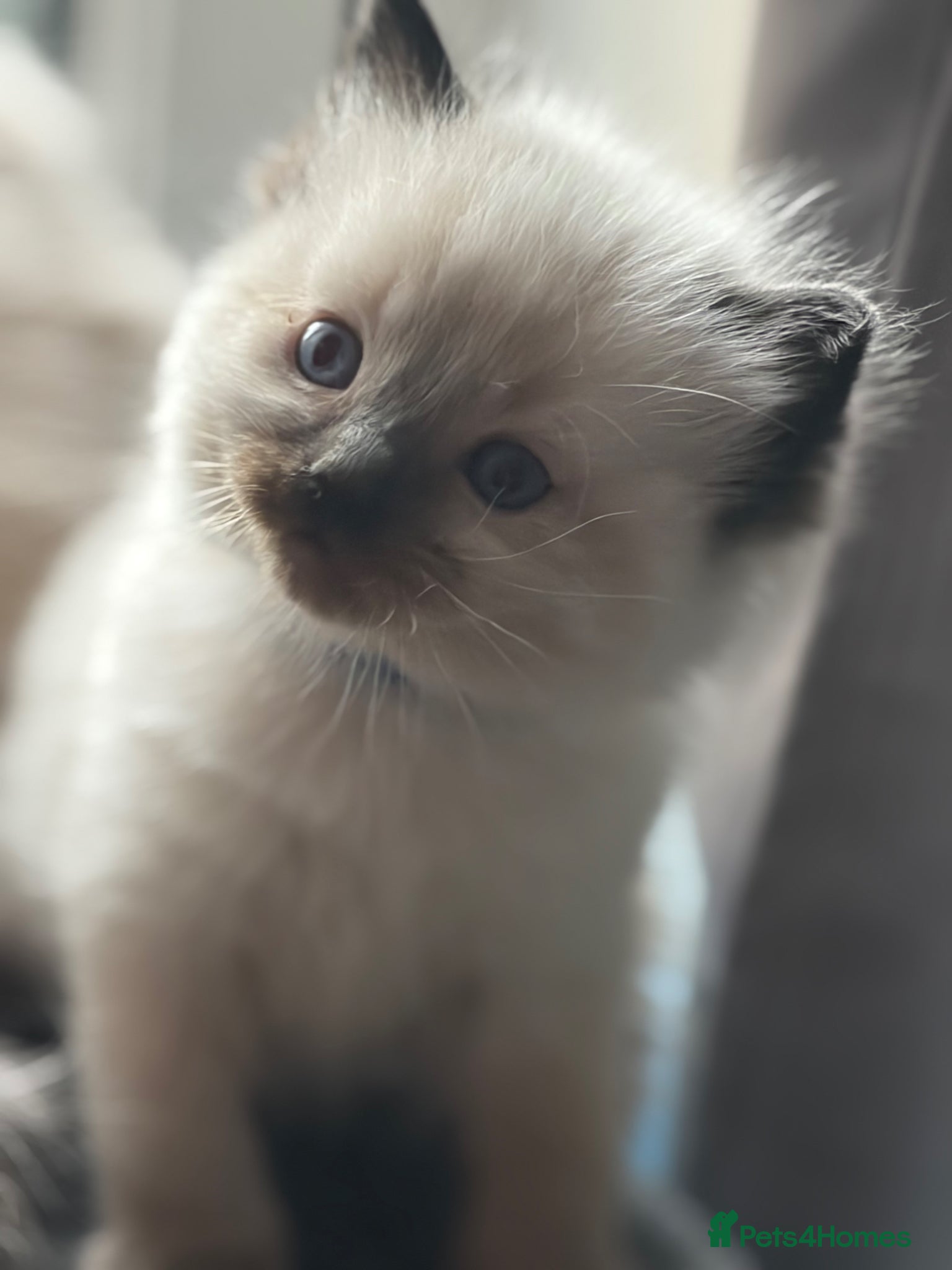 Ragdoll cats ✨Gorgeous ragdoll kittens✨ - Advert 13