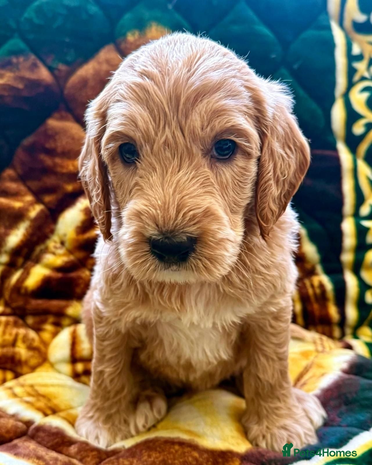 Goldendoodle dogs STUNNING AUSTRALIAN GOLDENDOODLE PUPPIES! - Advert 4