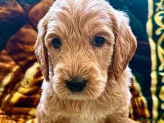 Goldendoodle dogs STUNNING AUSTRALIAN GOLDENDOODLE PUPPIES! - Advert 4