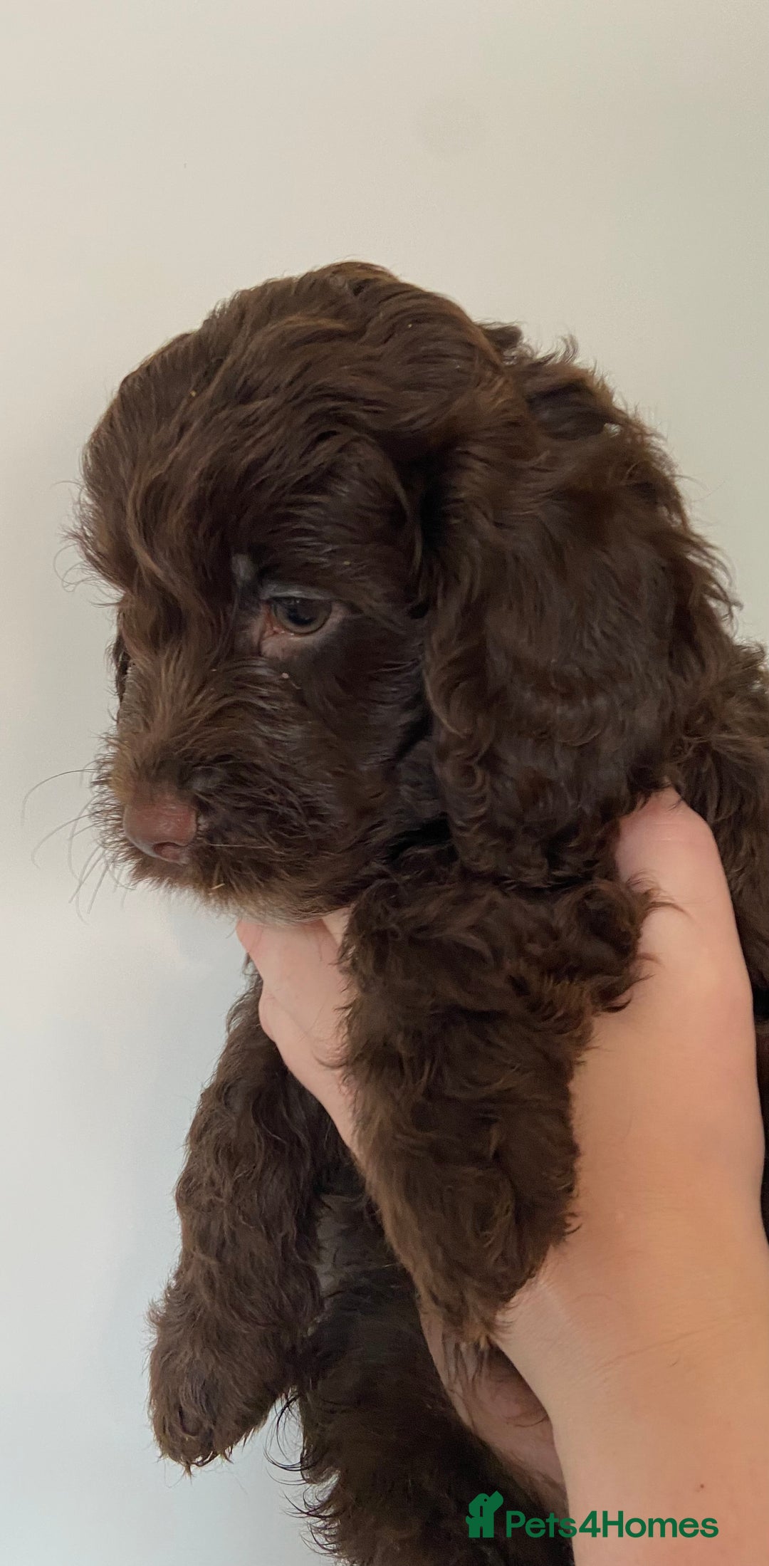 Cockapoo dogs for sale: last F1 boy ready now - Image 14