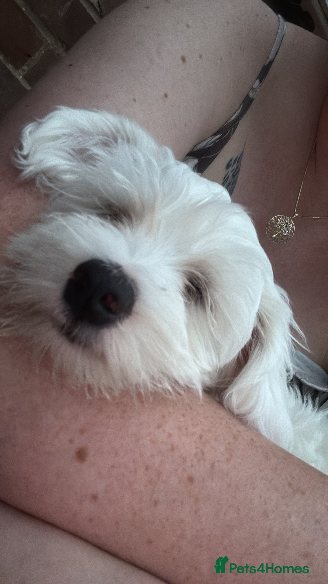 Maltese dogs for sale: Maltese male puppy - Image 2