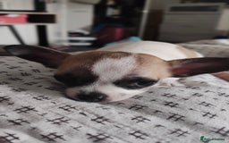 Chihuahua dogs for sale: Daisy  - Image 3