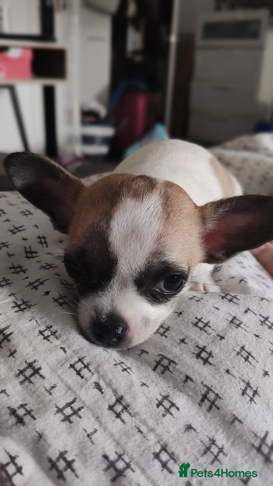 Chihuahua dogs for sale: Daisy  - Image 3
