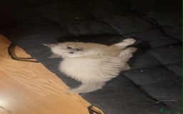 Ragdoll cats for sale: Pure ragdoll kittens ready to leave now ‼️ - Image 8