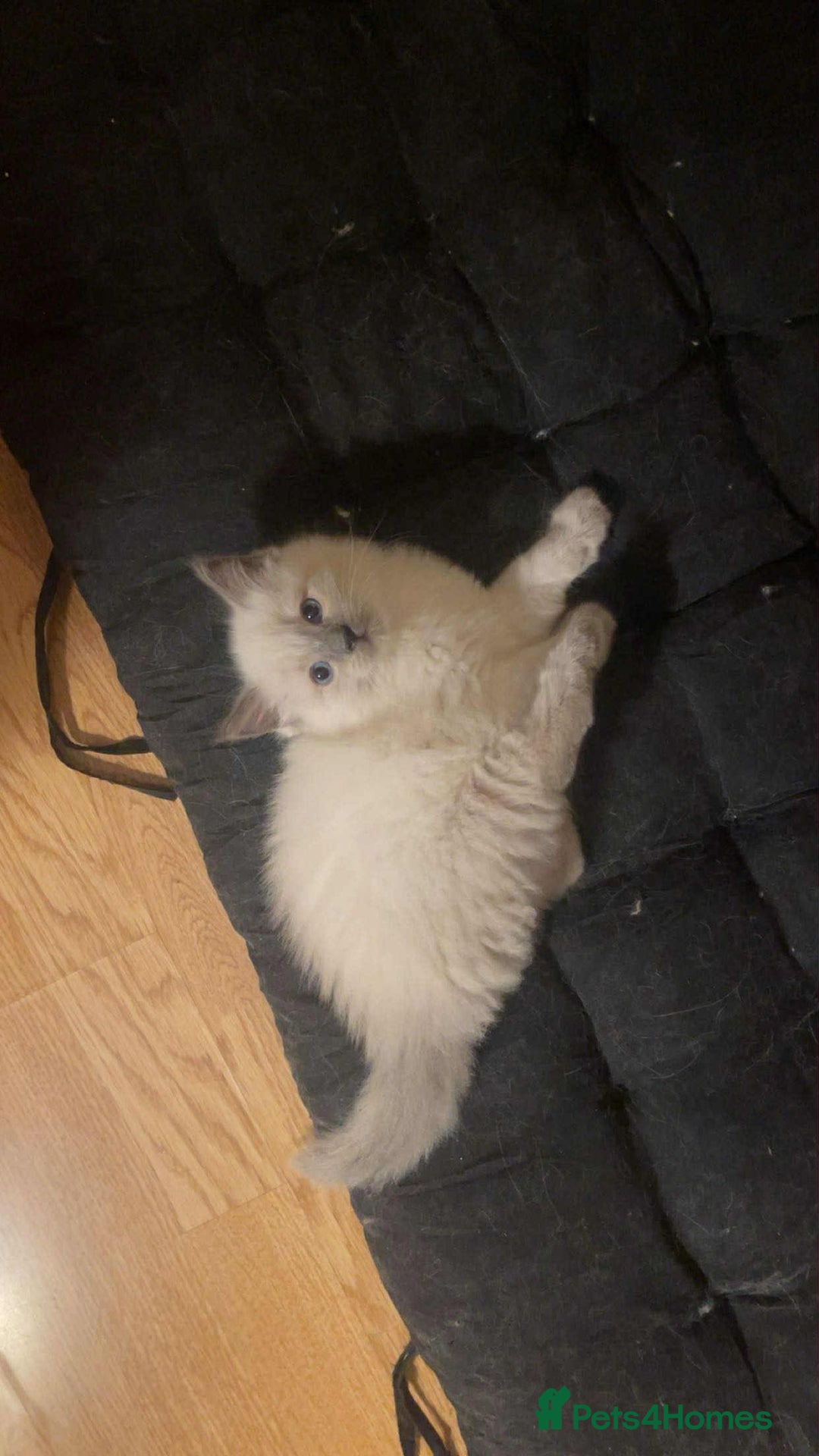 Ragdoll cats for sale: Pure ragdoll kittens ready to leave now ‼️ - Image 8
