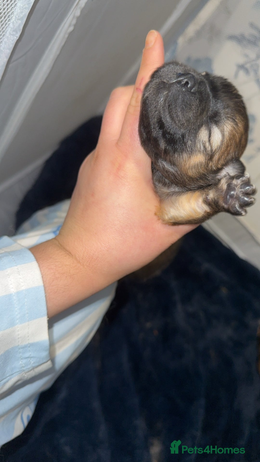 Chow Chow dogs for sale: Chow chow puppies  - Advert 38