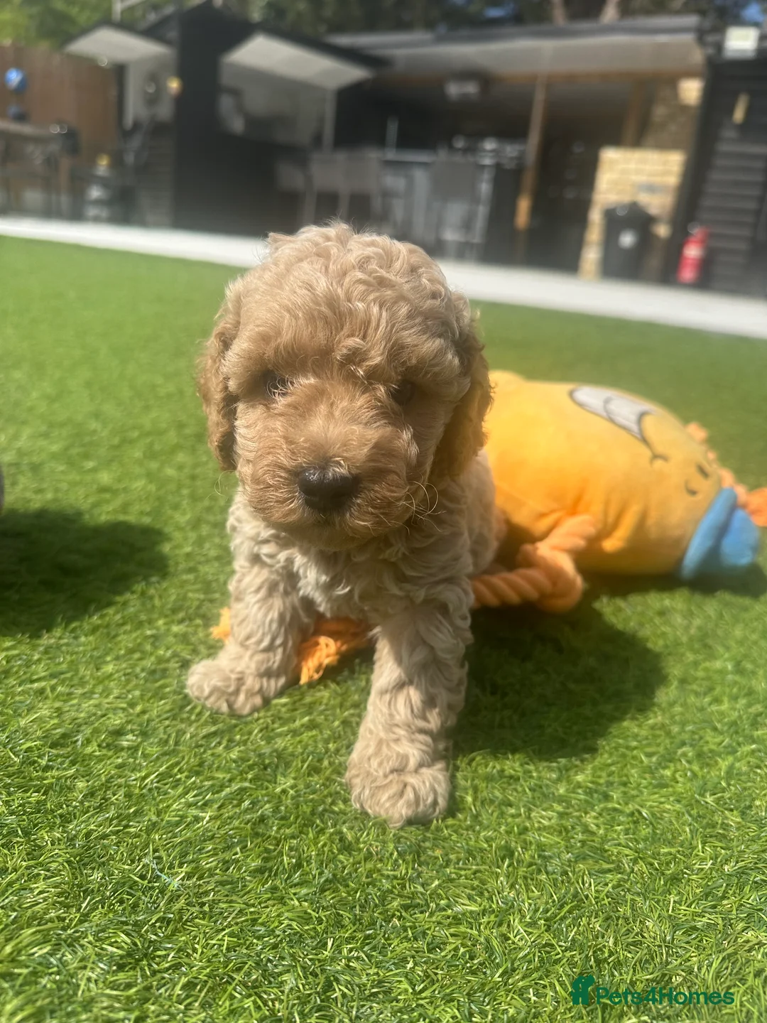 Maltipoo dogs for sale: ✨ HEALTH TESTED PARENTS ✨KC 👑 MALTIPOOS 👑 - Advert 6