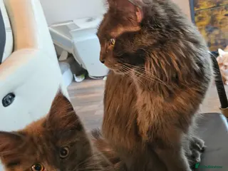 Maine Coon cats **GCCF REG PEDIGREE MAINE COON LAST ONE! UPDATED!! - Advert 9