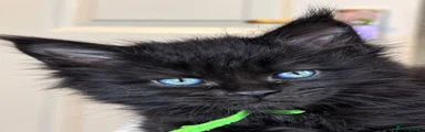 Onyx