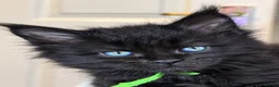 Maine Coon cats for sale: Pure Maine Coon kittens for sale  in Mansfield - Advert 14