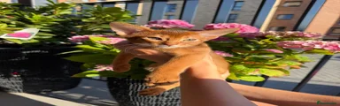 Abyssinian 3