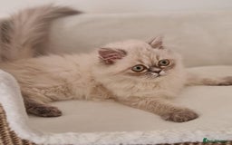Persian cats for sale: Persian Kittens Looking For New Home - Image 10
