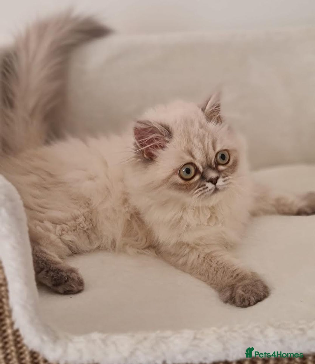 Persian cats for sale: Persian Kittens Looking For New Home - Image 10