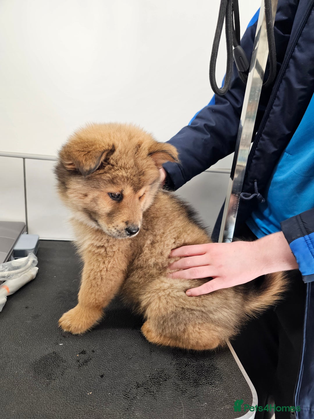 Mixed Breed dogs for sale: Chowsky puppies ready to go chow x siberian husky - Advert 22