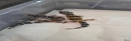 Gecko reptiles for sale: Leopard gecko for sale  - Advert 4